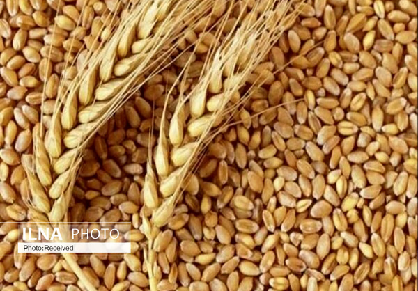 کاهش ۴۰ درصدی واردات گندم در سال جاری