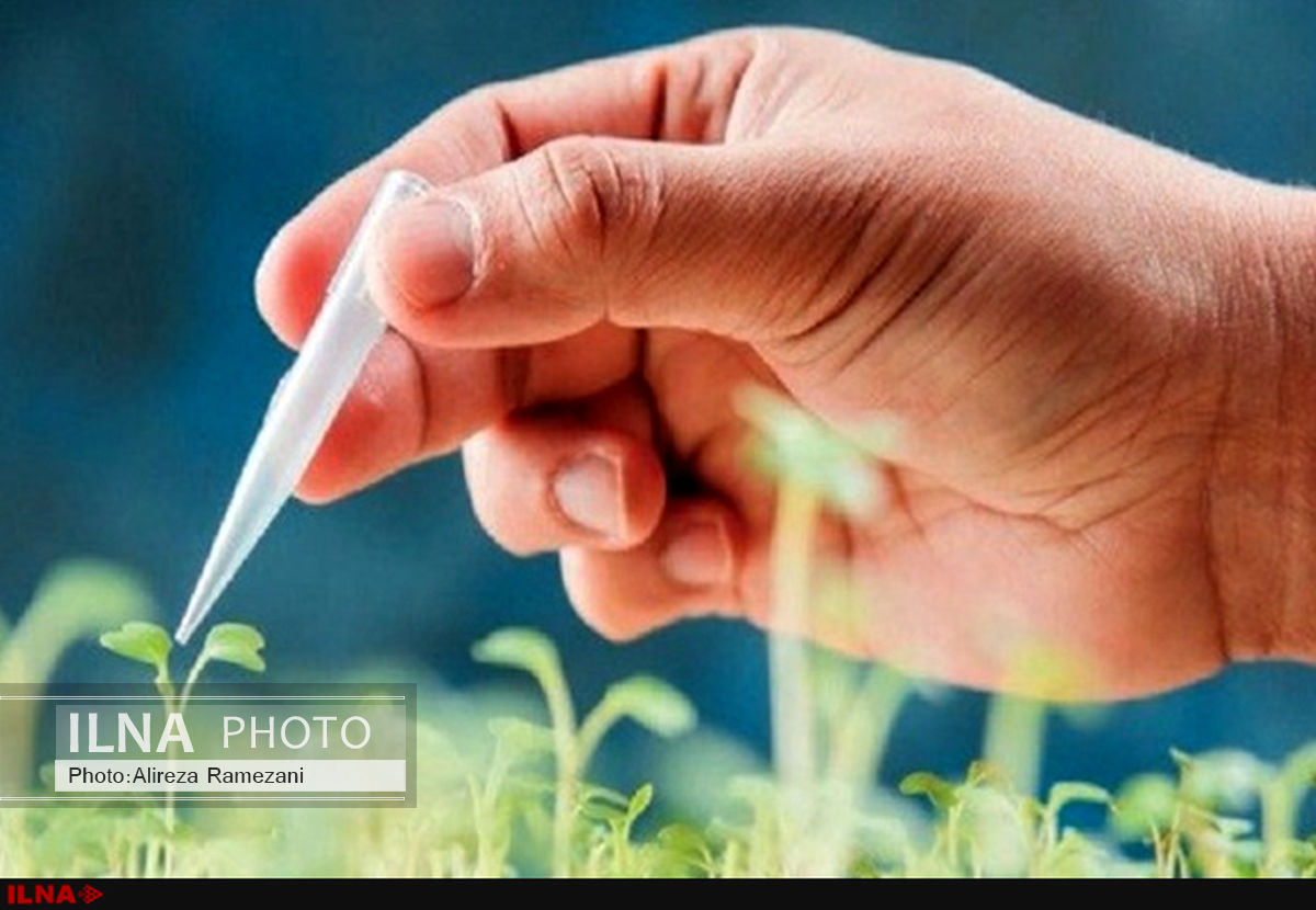 مافیای واردات نمی‌خواهد محصولات تراریخته در داخل تولید شود/ رانت‌های مخالف؛ کمیسیون کشاورزی را تحت تاثیر قرار داد 