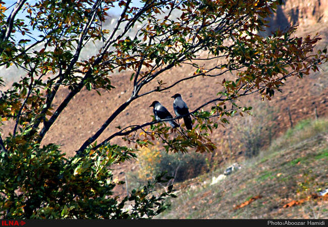 بازی رنگها در رودبار گیلان