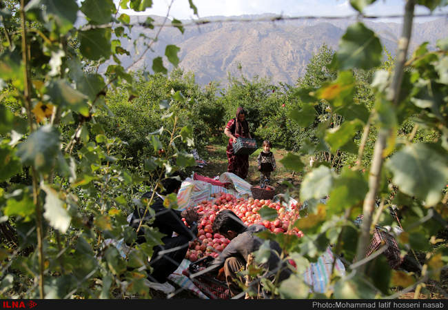 برداشت یاقوت های سرخ از باغات هورامان