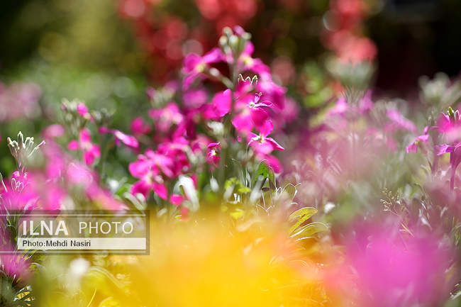 شکوفه های بهاری