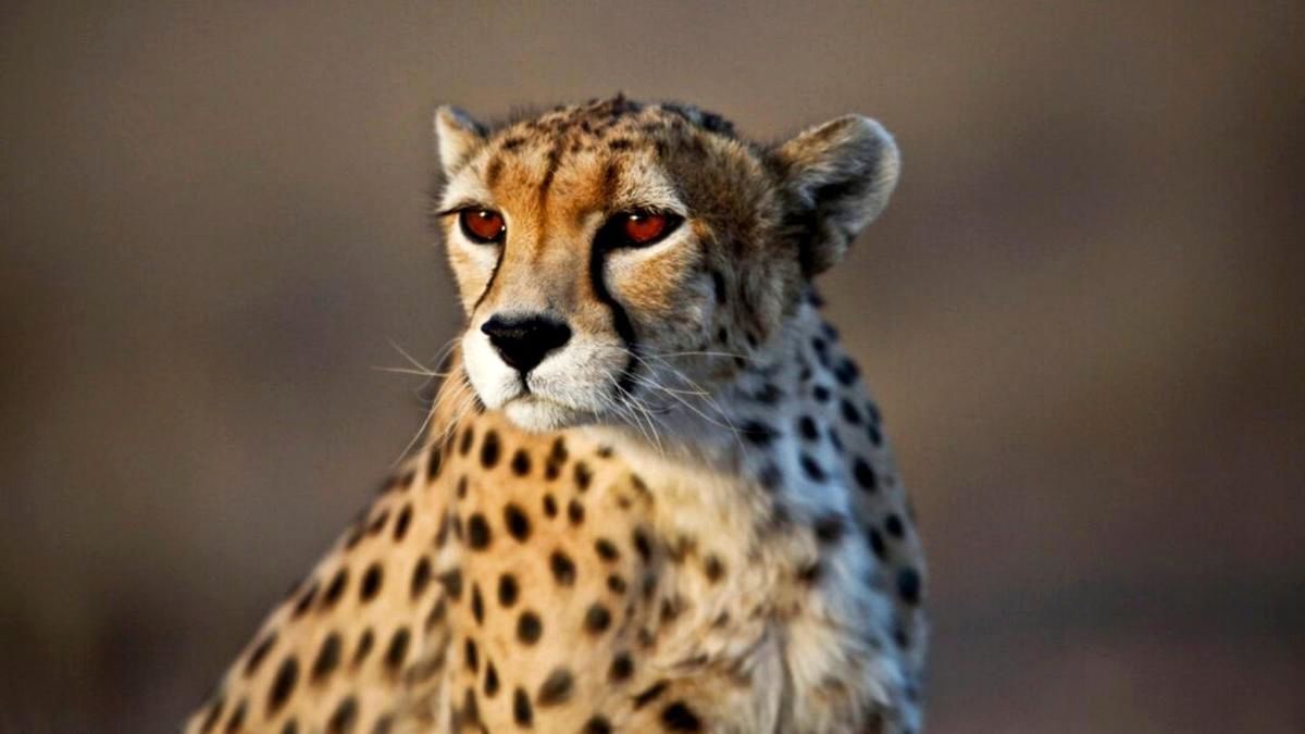 دکتر محبی: بارداری مجدد مادر «پیروز» قطعی نیست