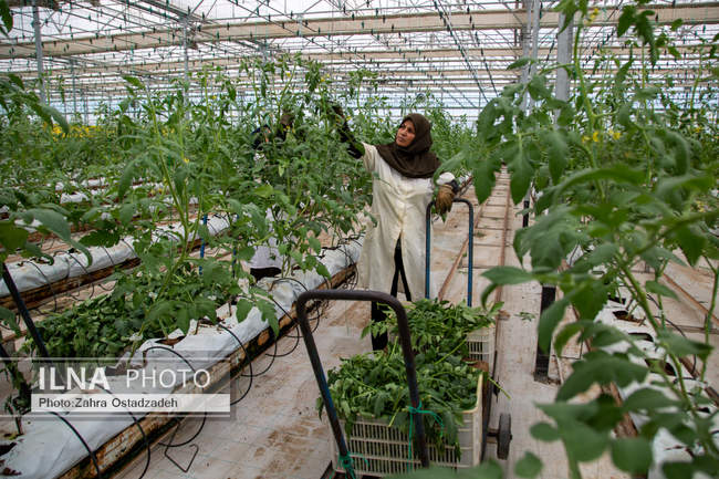دشت ناز بزرگترین واحد کشت و صنعت مدرن در شمال کشور 
