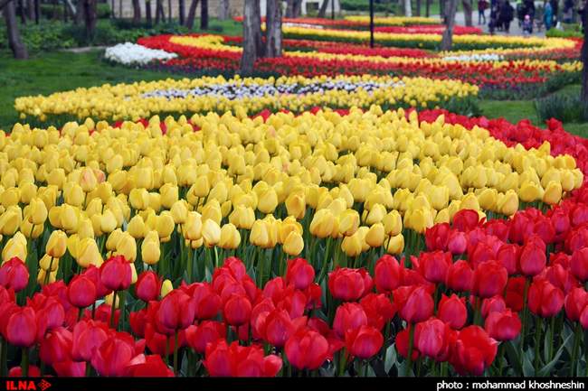 جشنواره گلهای پیازی توسط شهرداری مشهد مقدس در پارک ملت