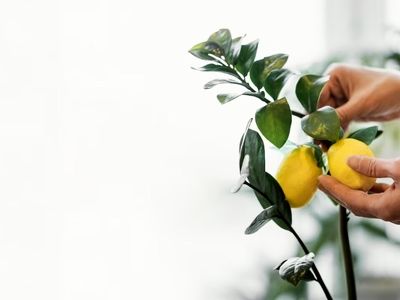 میوه هایی که می‌توان در خانه کاشت