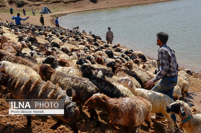 آئین سنتی مالشوران در کلیشم عمارلوری گیلان 