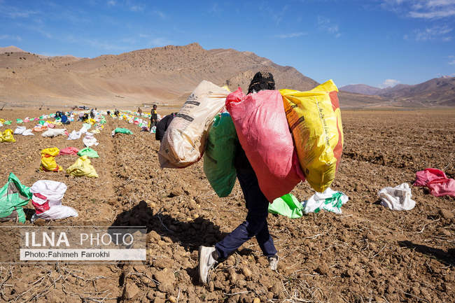 اشتغالزایی در مزارع کشاورزی سیب زمینی فیروزکوه