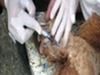آغاز طرح پایش بیماری آنفلوانزای فوق حاد پرندگان در گیلان‌