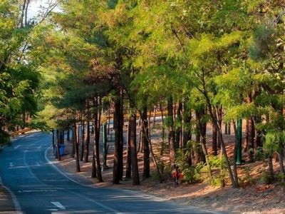 کاشت ۲۵ هزار اصله درخت در بوستان جنگلی چیتگر