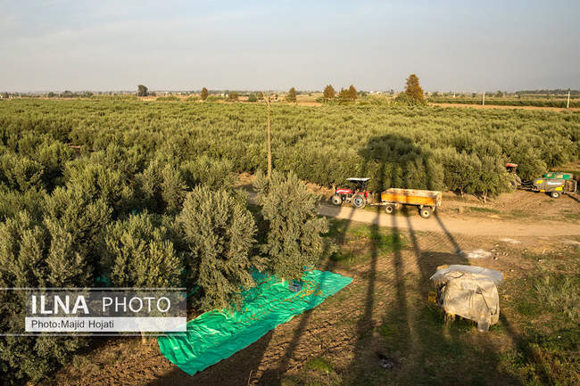 اشتغال زنان سرپرست خانواردر باغ زیتون حاجیکلاته