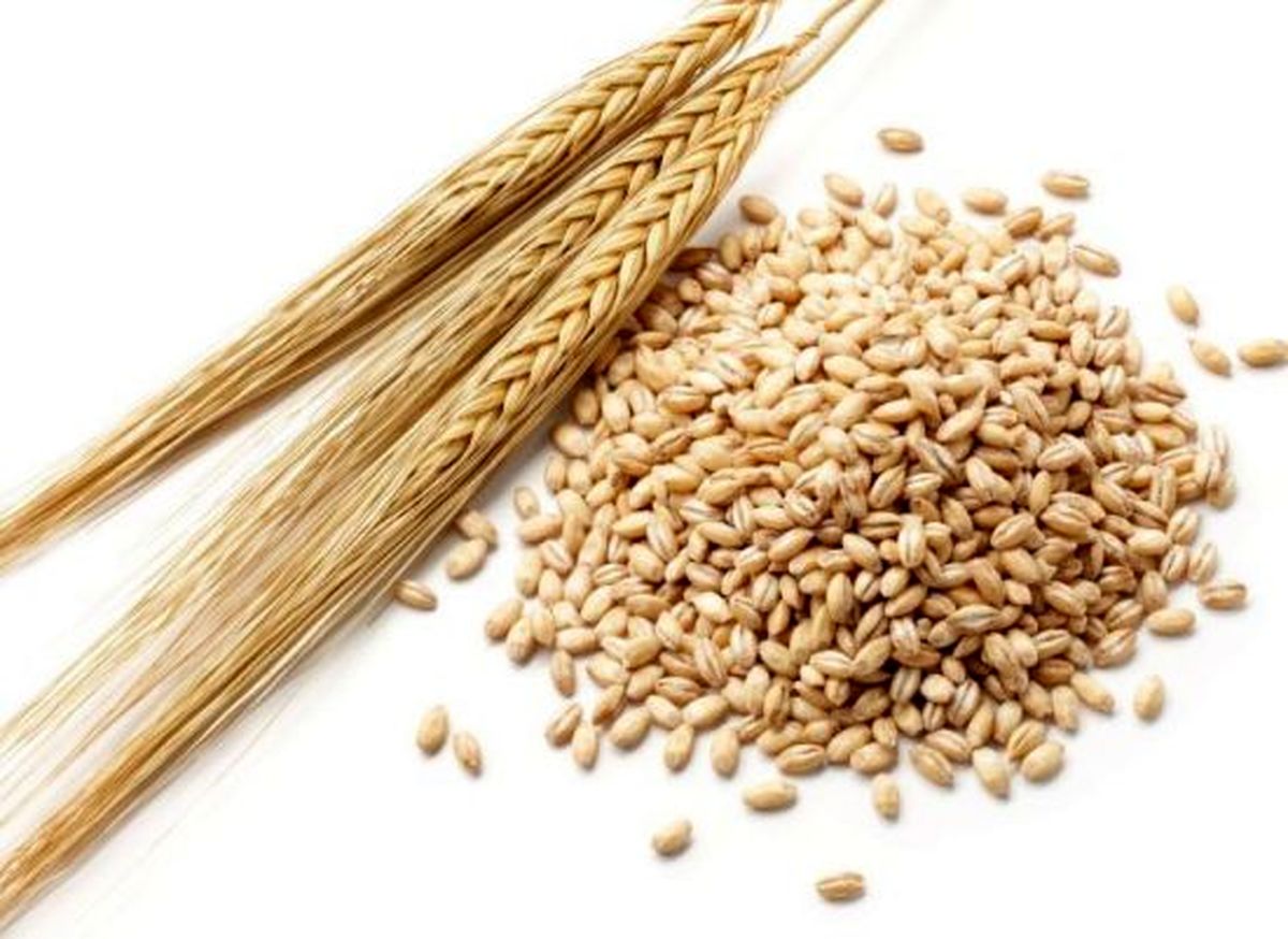 ترخیص جو وارداتی منوط به تاییدیه وزارت جهاد کشاورزی شد+ عکس 