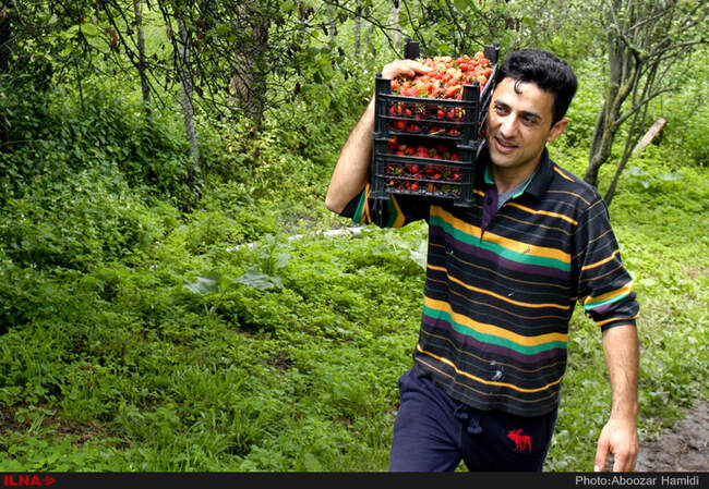 برداشت توت فرنگی در روستای سی دشت رودبار گیلان