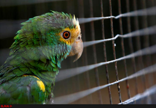 کمبود مواد غذایی در باغ وحش ونزوئلا