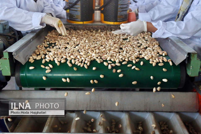 برداشت پسته از باغات نیشابور