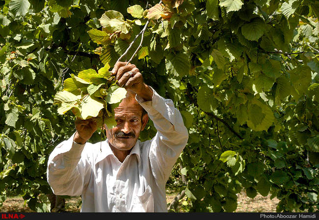 برداشت فندق در رودبار گیلان