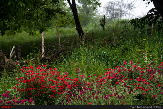برداشت گل گاوزبان از مزارع مازندران‎