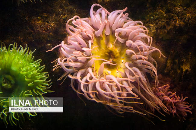 باغ وحش اسمیتسونین واشنگتن