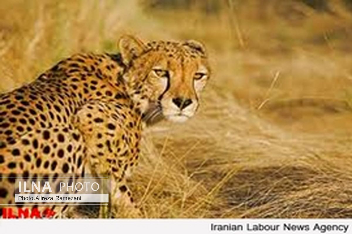 ساختار ژنتیکی جمعیت‌‏های یوزپلنگ آسیایی مشخص شد