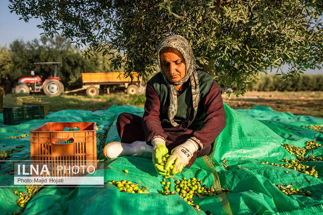اشتغال زنان سرپرست خانواردر باغ زیتون حاجیکلاته