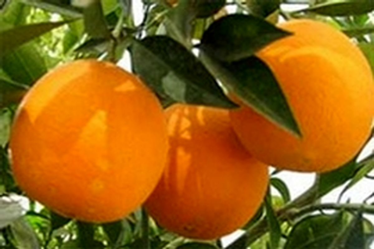 افزایش ۱۰۰۰ تومانی قیمت پرتقال دربازار