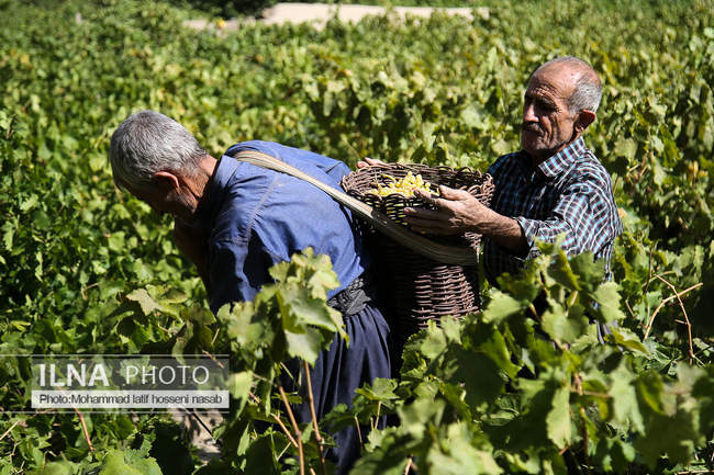 مراسم سنتی کشمش “بولاو” در روستای “دولاب سنندج 